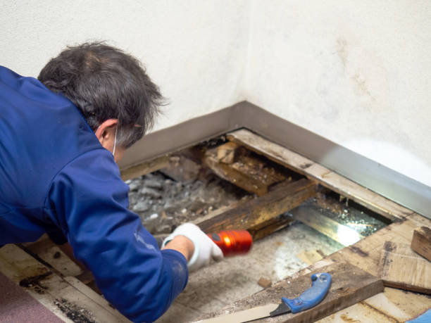Attic Mold Removal in Alabaster, AL