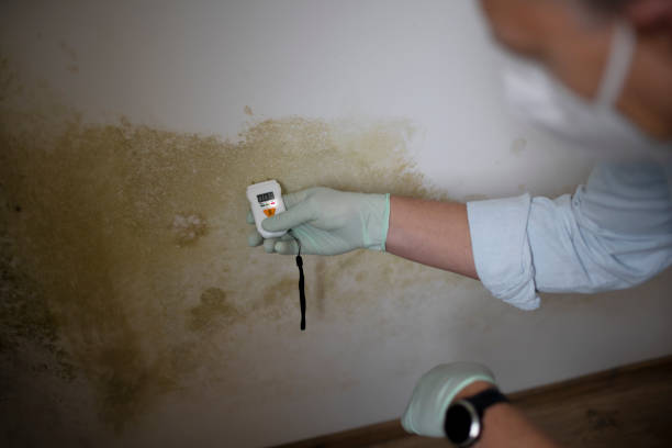 Best Office Mold Removal Services  in Abaster, AL