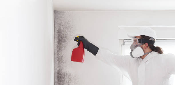 Professional Mold Removal in Alabaster, AL