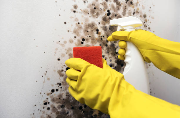 Best Fast Mold Removal  in Abaster, AL