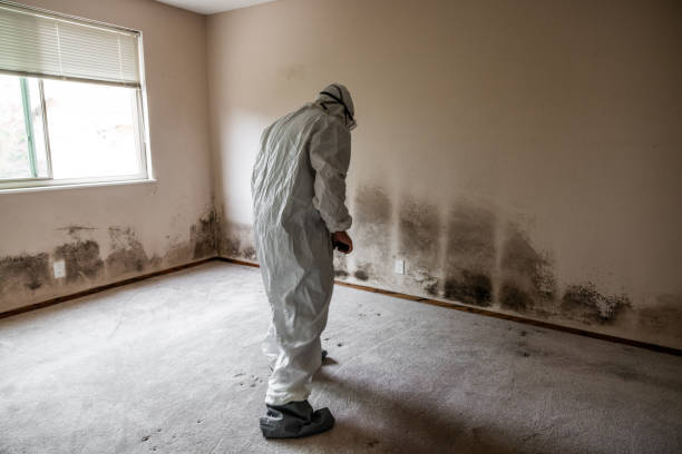 Mold Removal and Inspection in Alabaster, AL