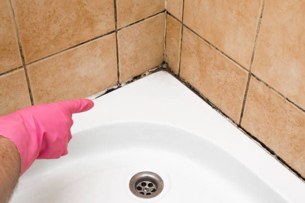 Best Affordable Mold Removal  in Abaster, AL